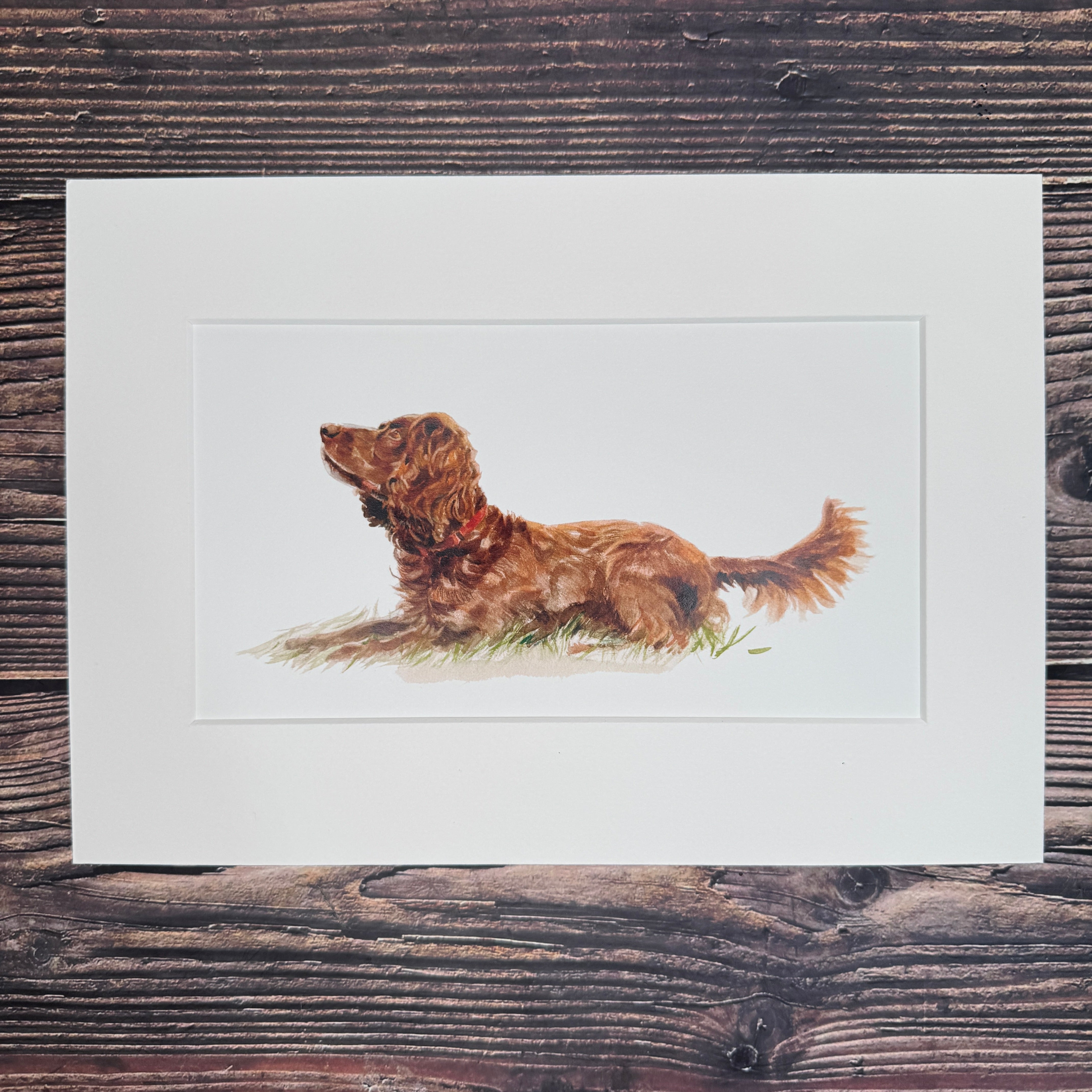 Chocolate Cocker Spaniel - Long Mini Print
