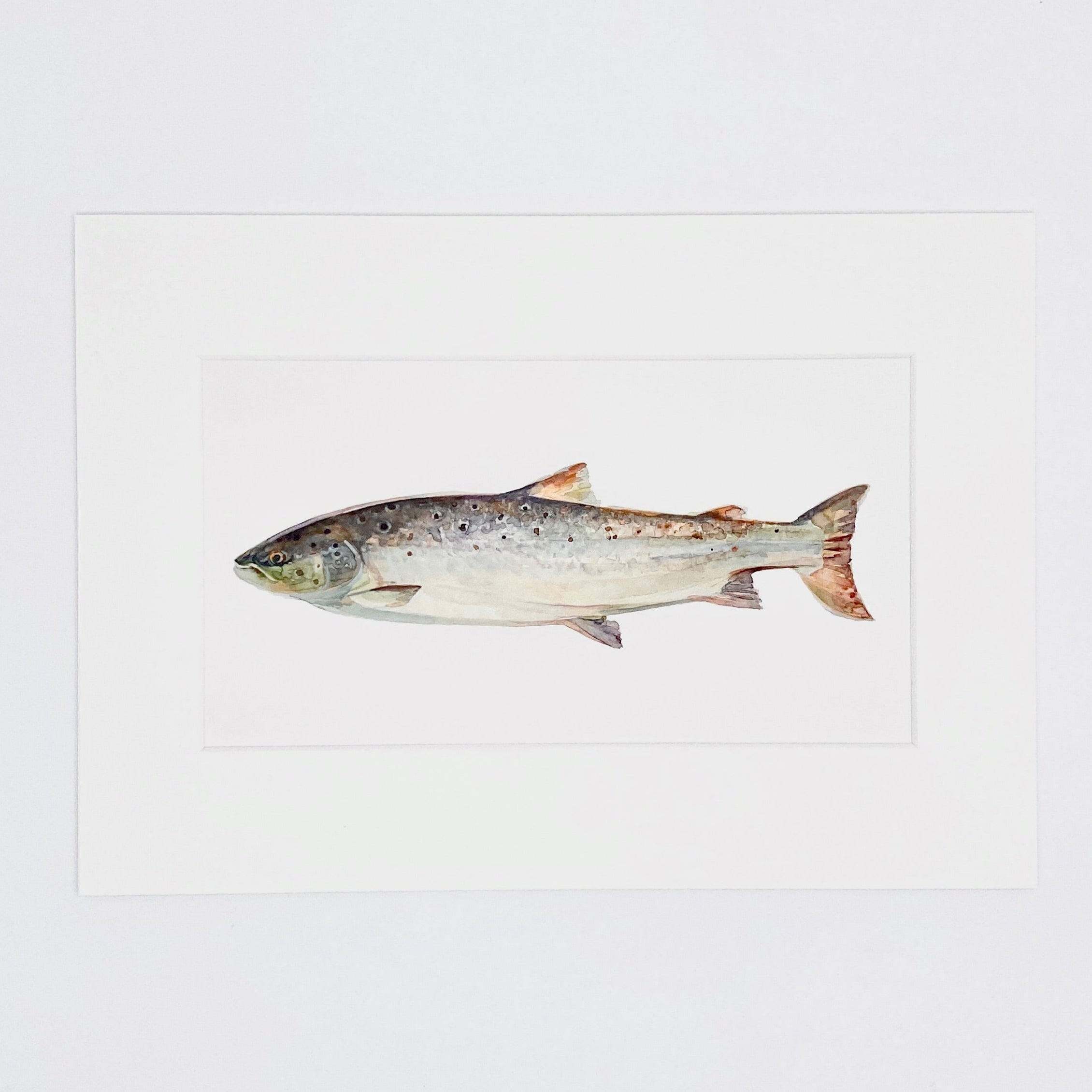 Atlantic Salmon - Long Mini Print
