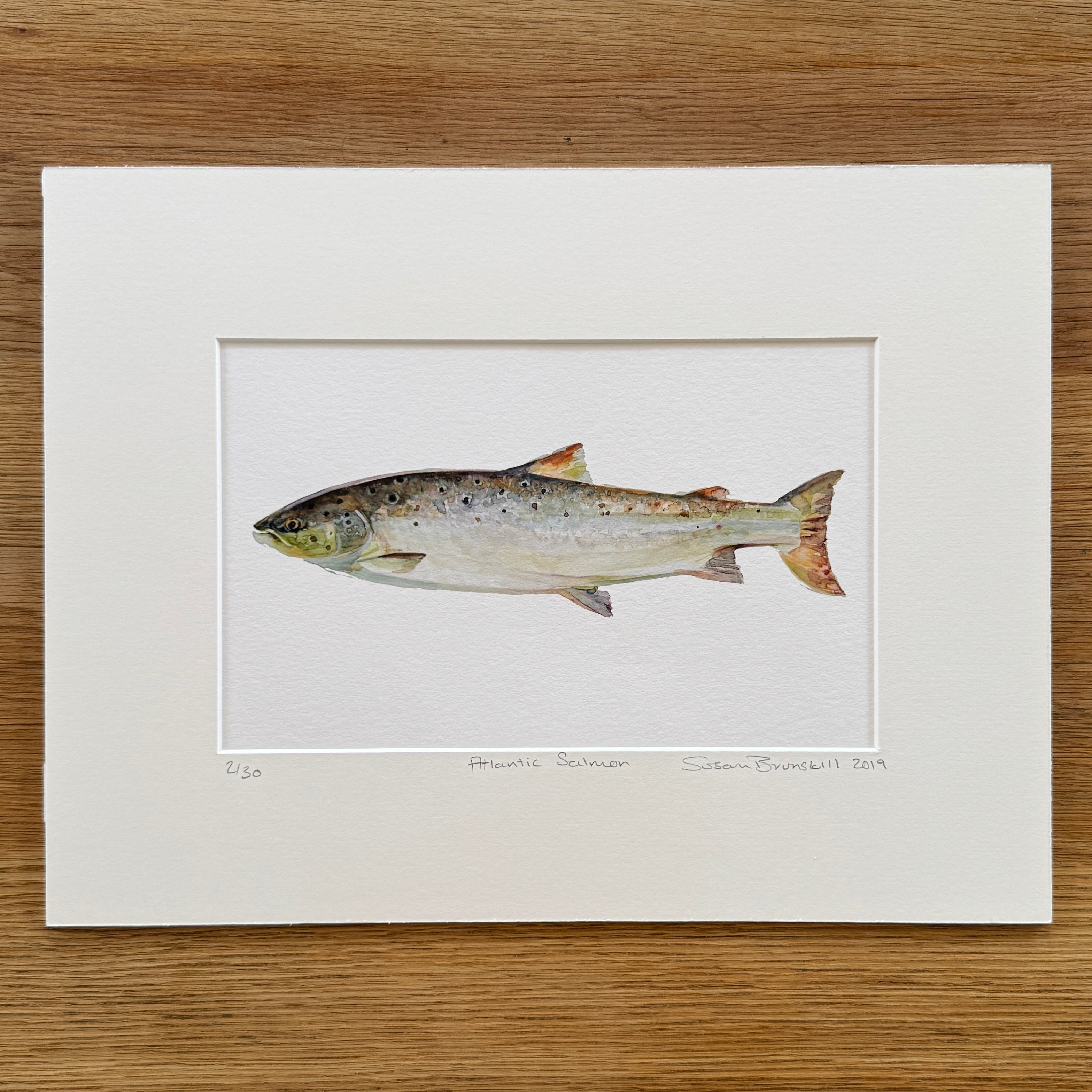 Atlantic Salmon - Giclee Print