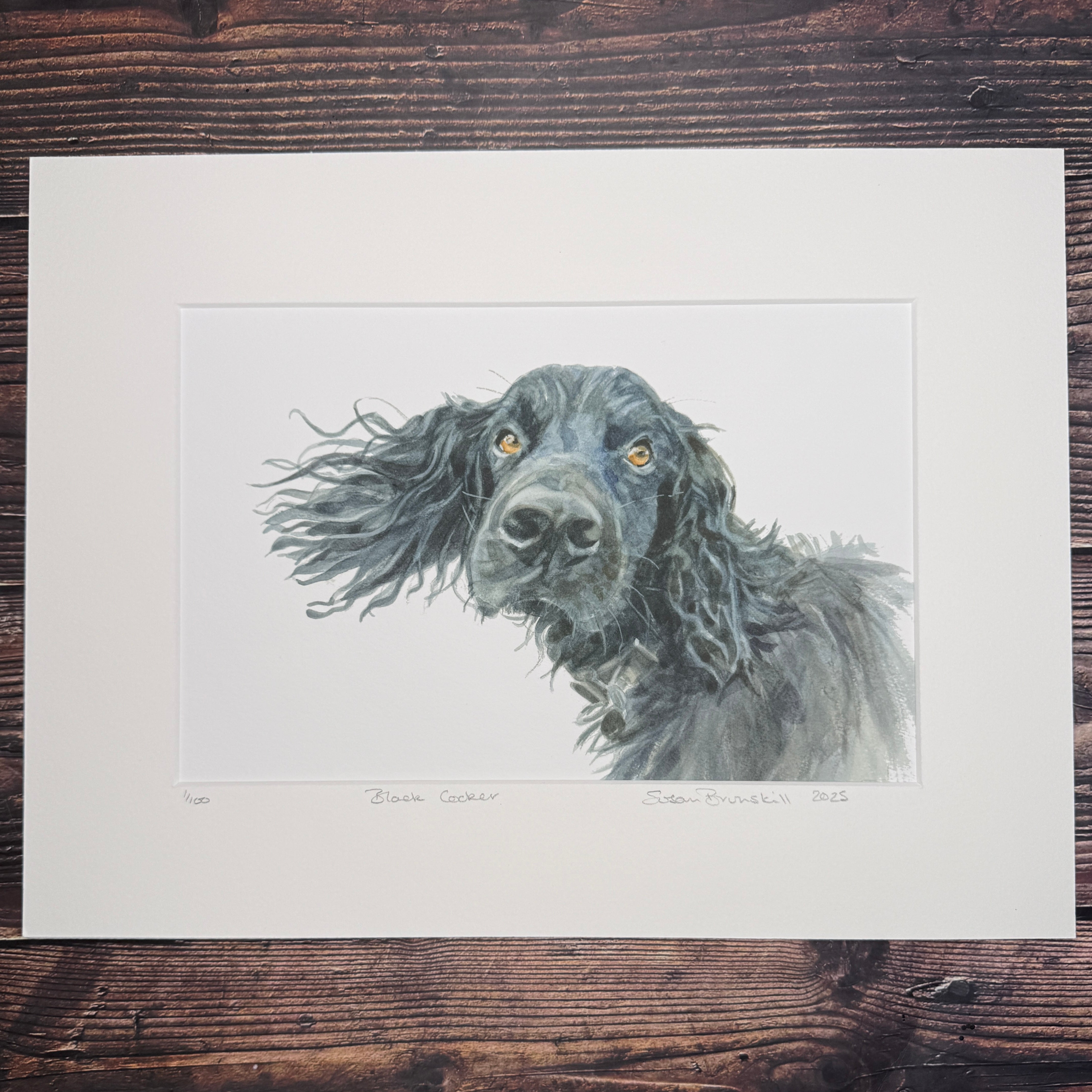 Black Cocker - Giclee Print