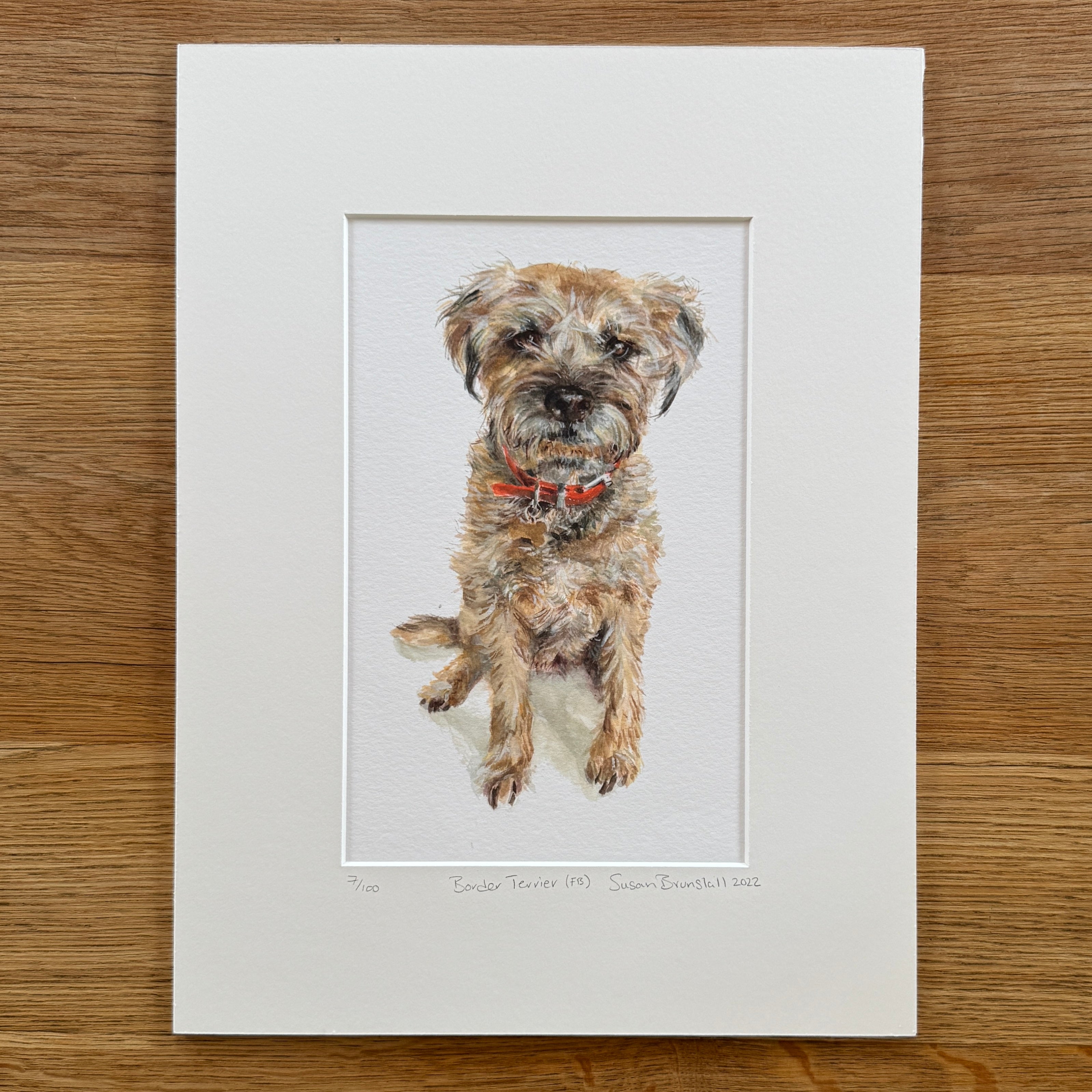 Border Terrier FB - Giclee Print